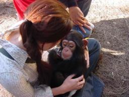 USDA REGISTERED BABY CHIMPANZEE FOR ADOPTION